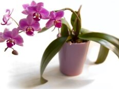 Какой необходим уход за орхидеей дома
