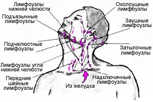 Расположение лимфоузлов на шее