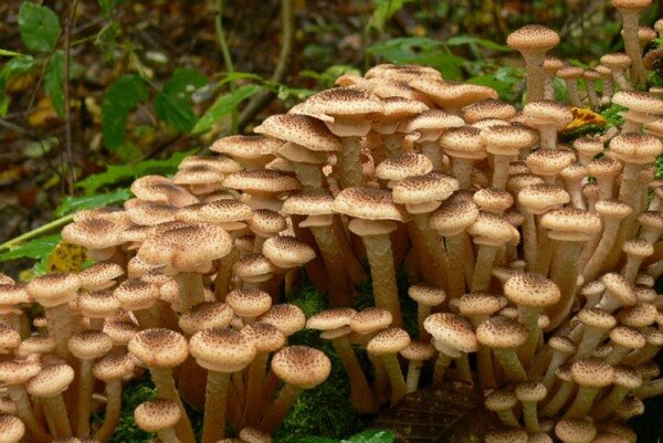 Колония грибов на пеньке
