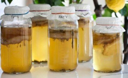 Выращиваем чайный гриб в домашних условиях