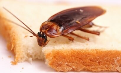 Уничтожение тараканов самыми эффективными средствами